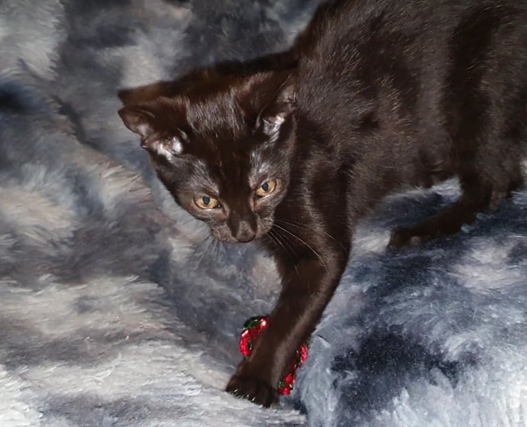 Dark Brown Tabby/Bombay Male Kittens for sale 
