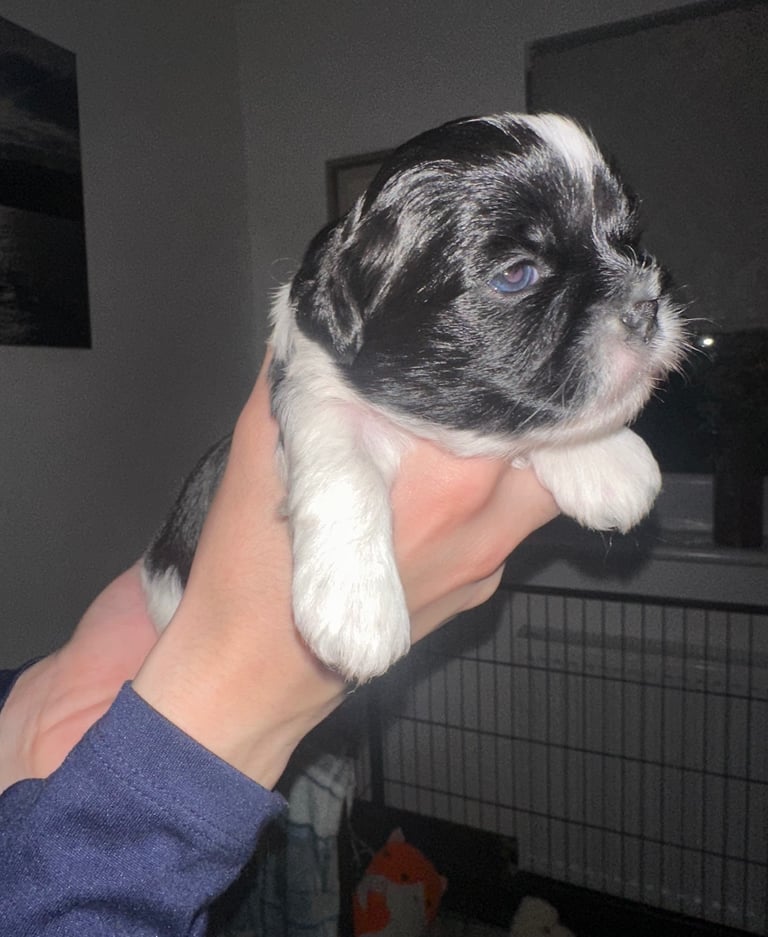 Lhasa Apso girl pup 