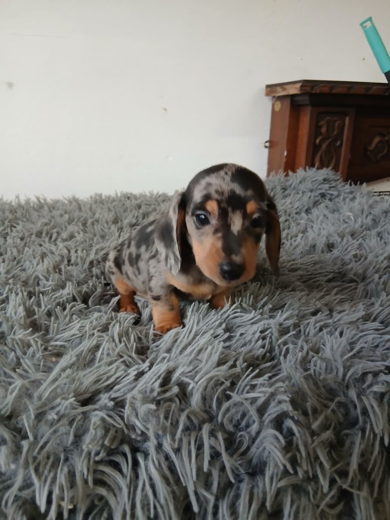 miniature dachshund puppy. 