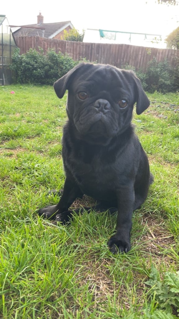 Pug- 22 months 