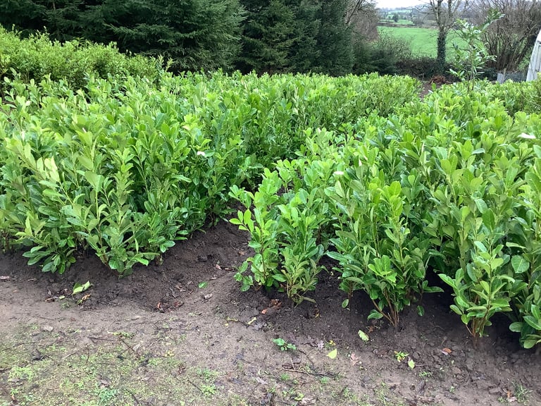 LAUREL HEDGING PLANTS.  4 ft. ONLY. £10- 00