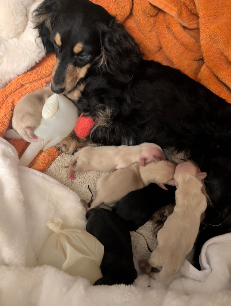  Hi, I’m a long-haired Mini pup! 💕 Rare creams & black & tans — will you be my new mummy or daddy?