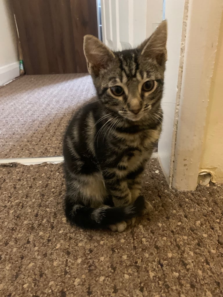 Adorable kitten for sale