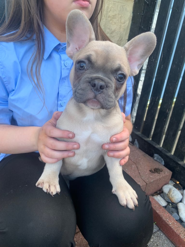 Blue fawn male French bulldog 