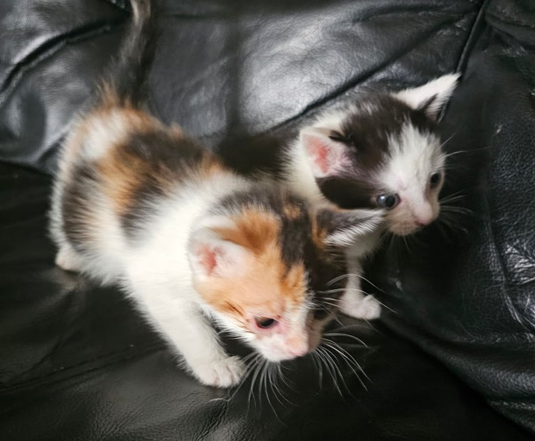 Kittens 