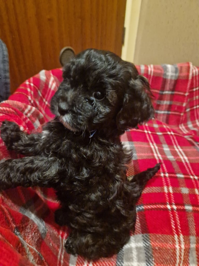 6 ADORABLE Teddy Shihpoos 