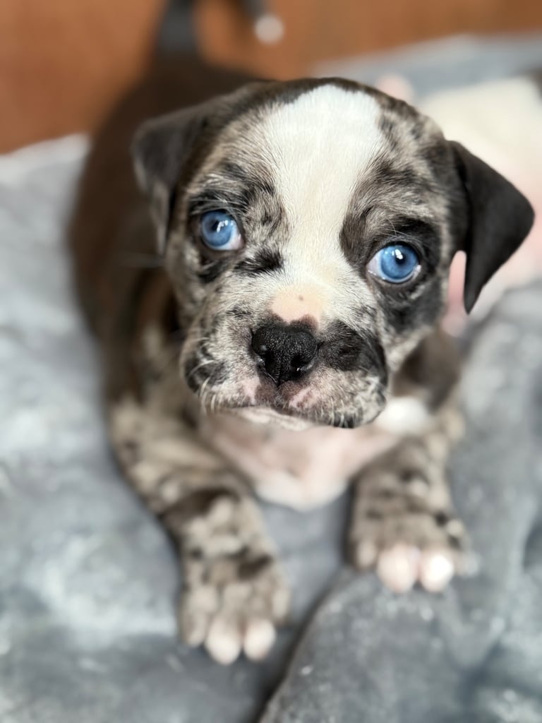 7 Adorable Olde English Bulldog/ French / Pug Bulldog puppies for sale ❤️