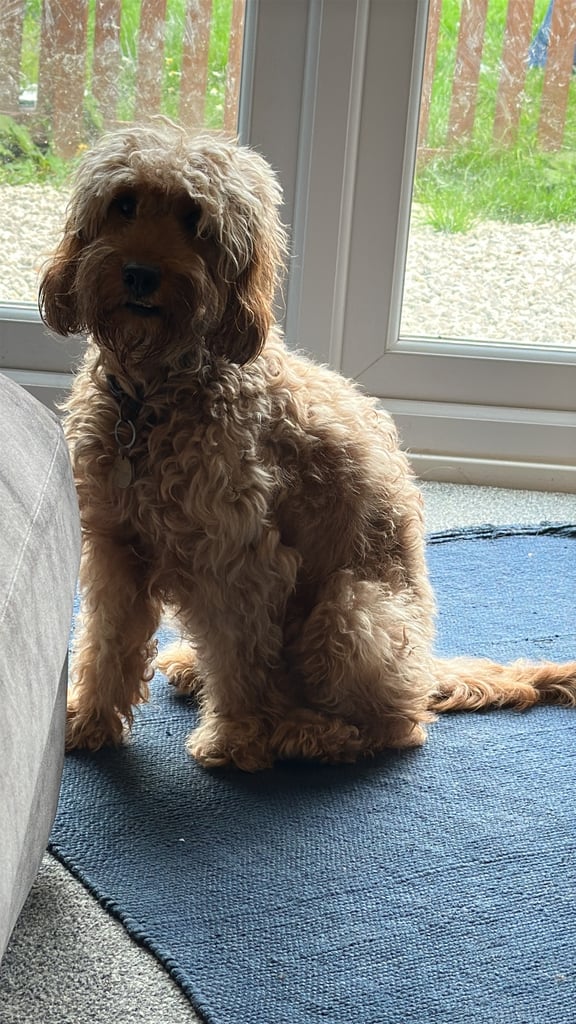 🐶 8 Gorgeous F2 Cockapoo Puppies – Ready Soon! 🏡