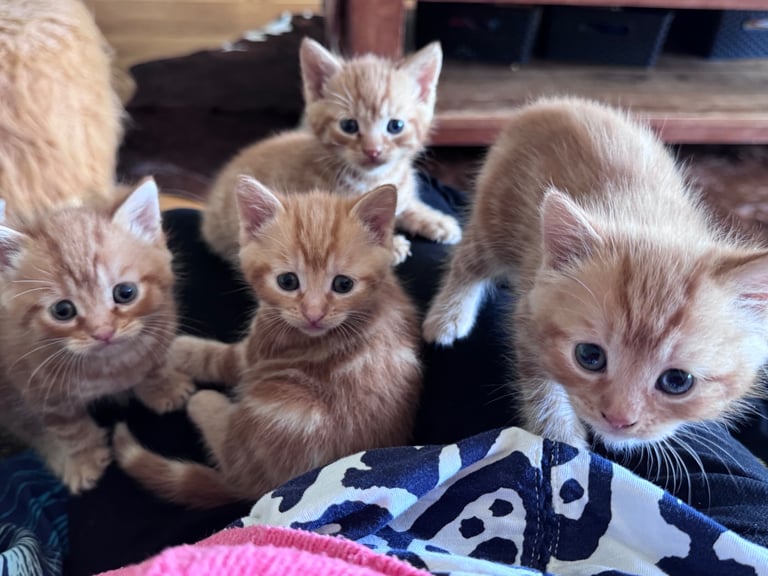 Gorgeous affectionate fluffy kittens 