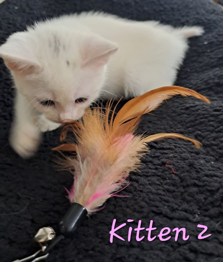 4 Stunning kittens for sale