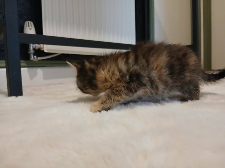  kittens for sale