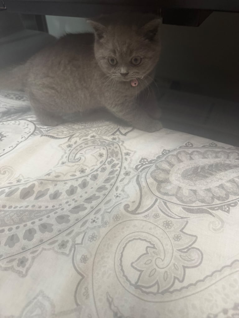 British short hair kittens