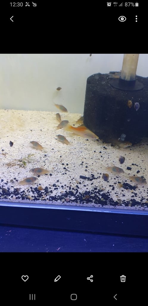 Tropical fish Angelfish,corydoras,super reds long fins plecos,shrimps, and l397 plecos 