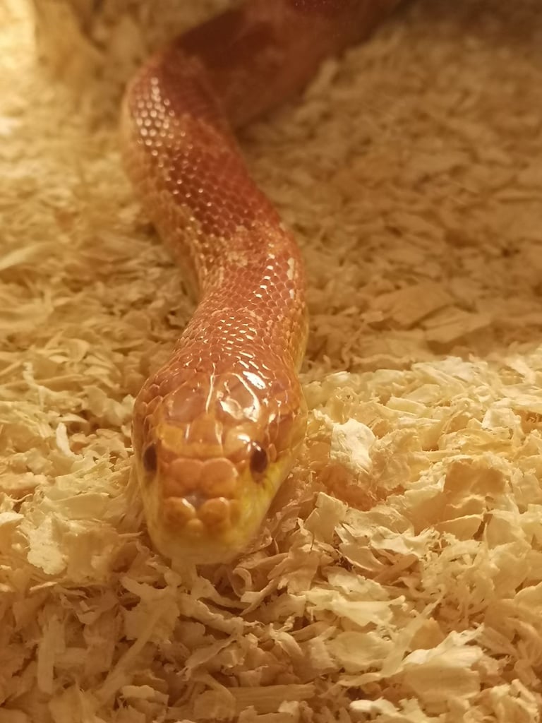 Corn Snake and 4ft Viv set up 