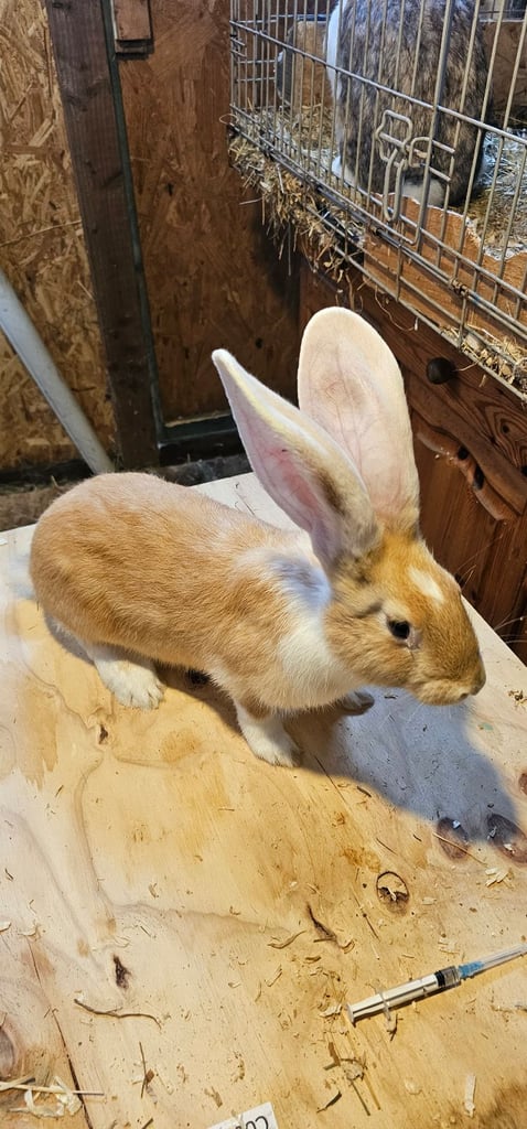 Continental Giant Merle Rabbits Rabbit