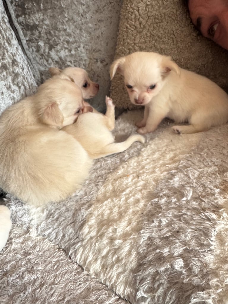 Full KC White chocolate baby’s ❤️