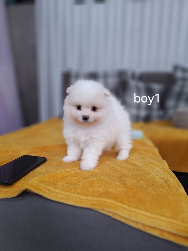 Beautiful pomeranian Teddy bear pomeranian puppies 