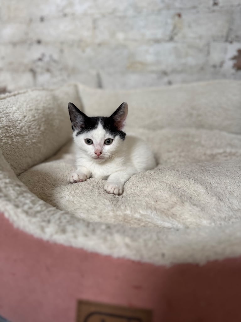 Two adorable 8-week-old European shorthair kittens – playful male duo! 🐱
