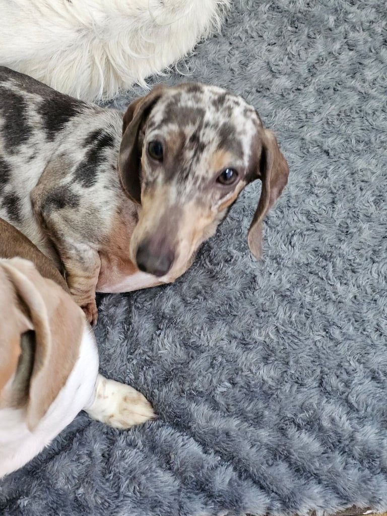 2 miniature dachshunds 