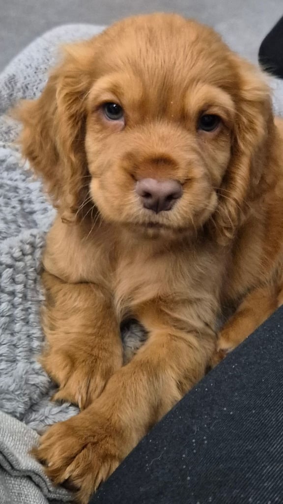  cocker spaniel 10 weeks old