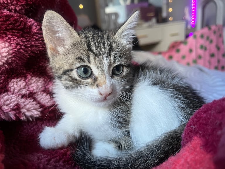 Beautiful fluffy blue eyed kittens 