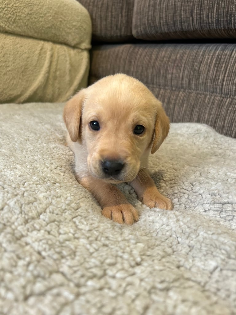 3 Labrador puppies left 