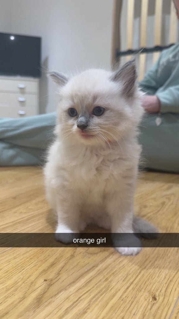 Beautiful Ragdolls pure breed home reared 