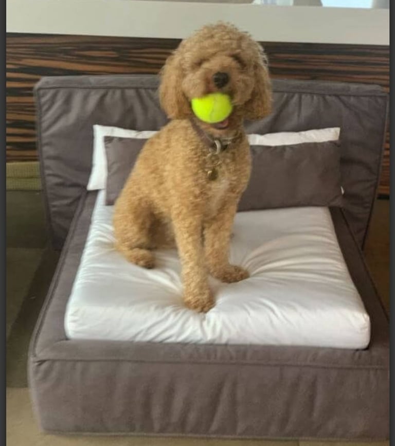 Cat dog bed 
