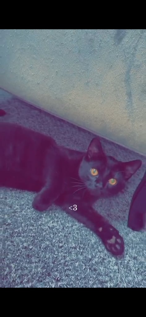 2 brother cats for sale