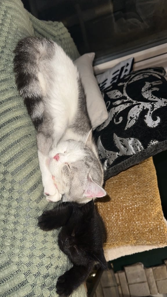 Black British Shorthair - Kitten