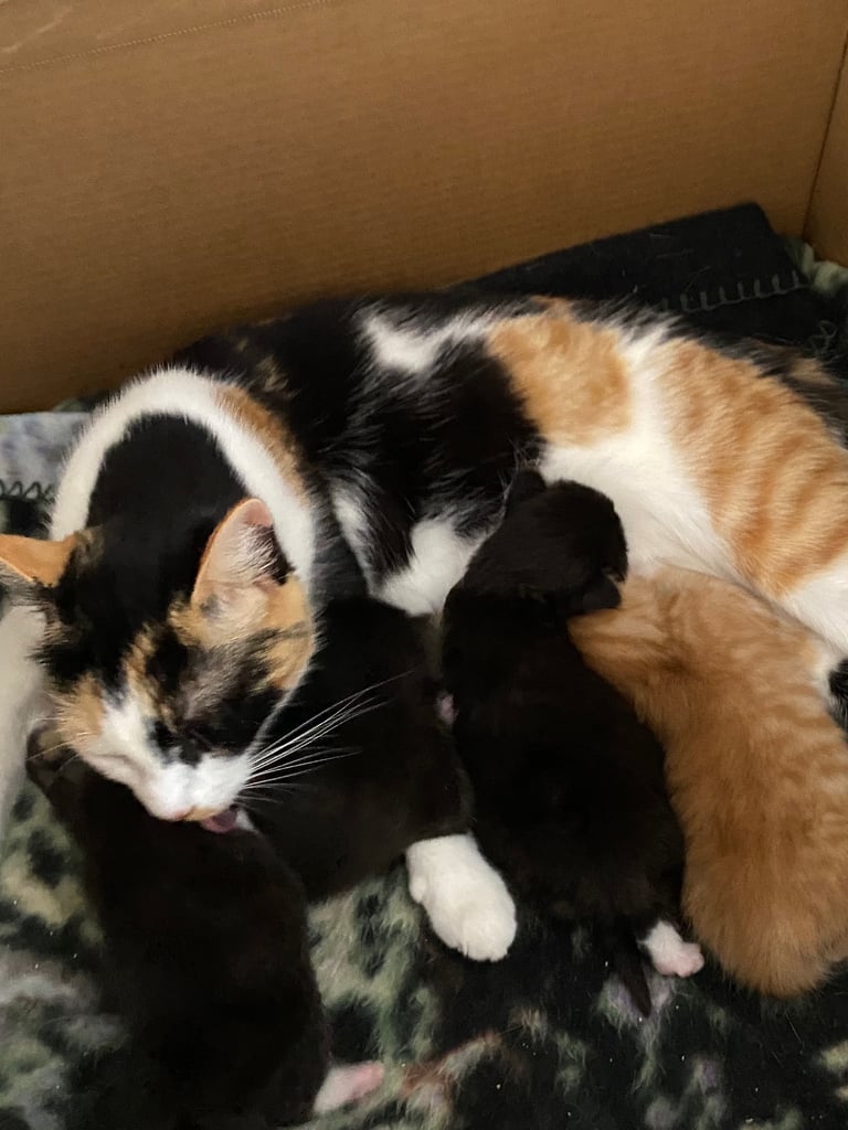 Kitten - last in litter available now