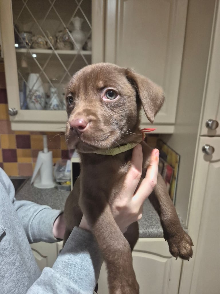 Labrador puppies 