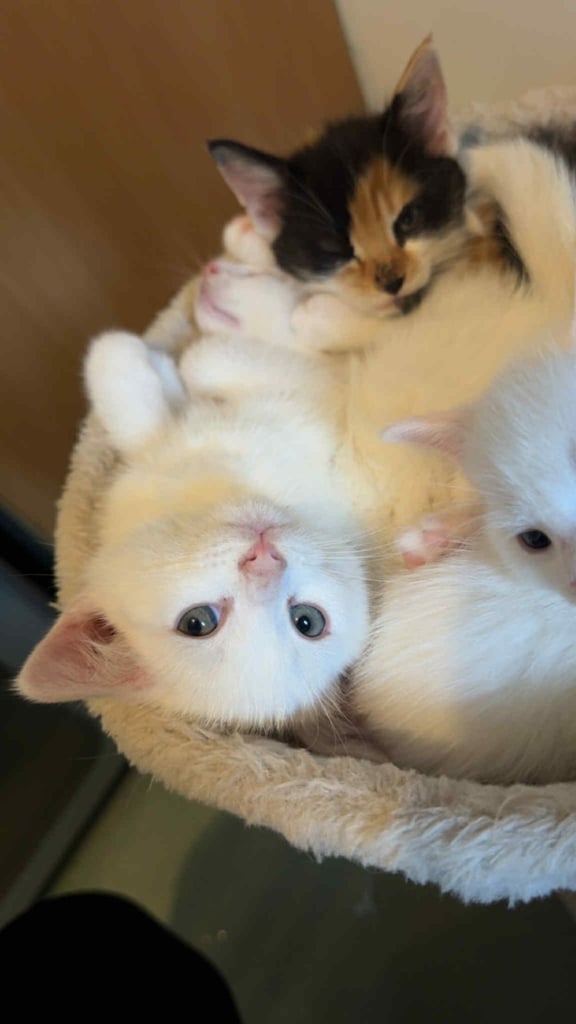 Beautiful kittens