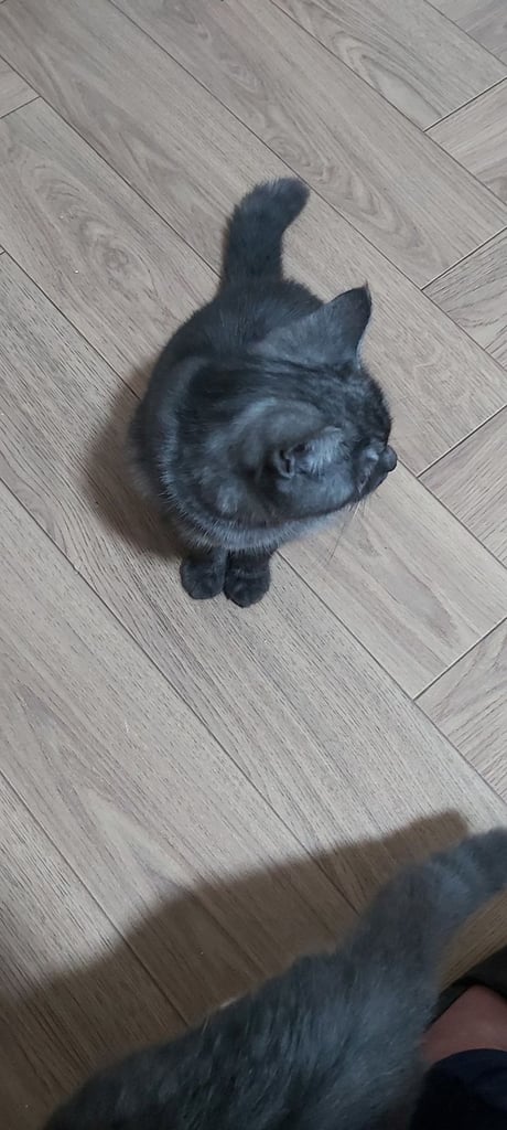 Beautiful kittens for sale