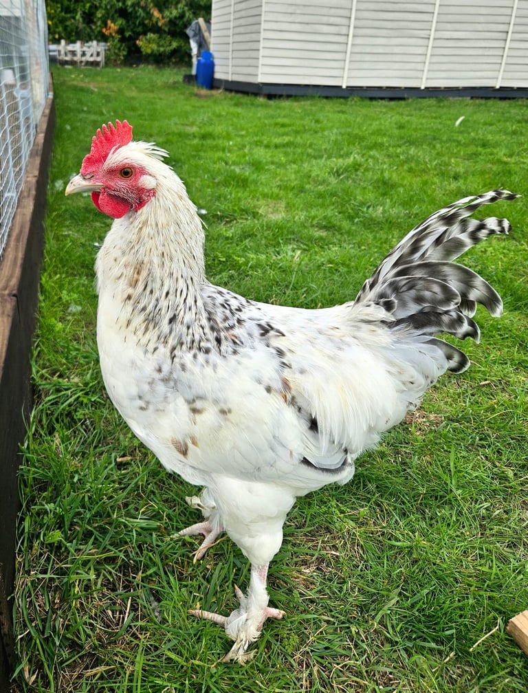 Beautiful Sussex Rooster and White Rooster for SALE!