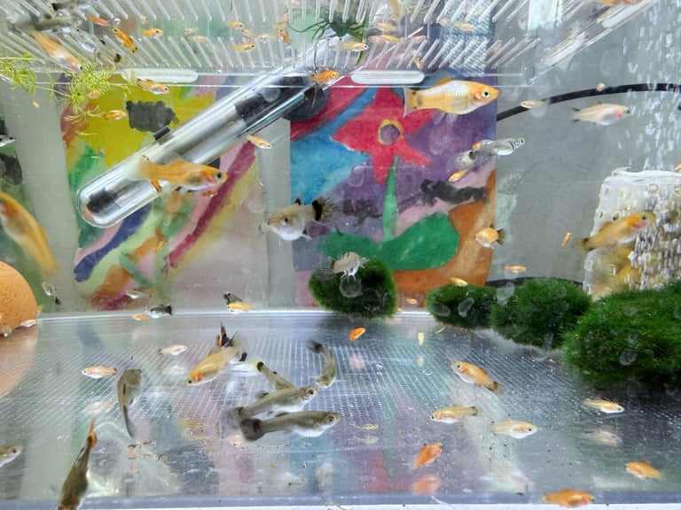 Small platys and Guppys for sale £1 each-Fish only