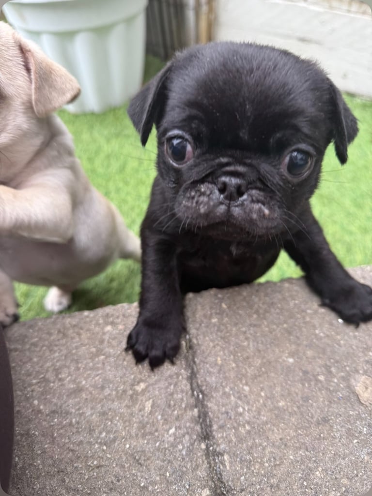 pug puppies!