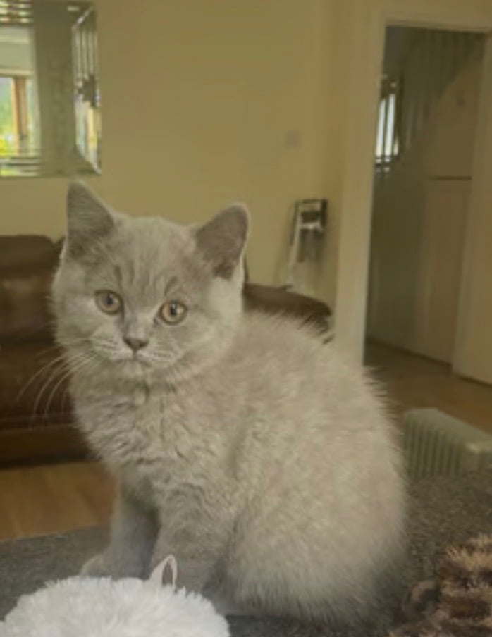 British Shorthair Kitten for Sale (Male)