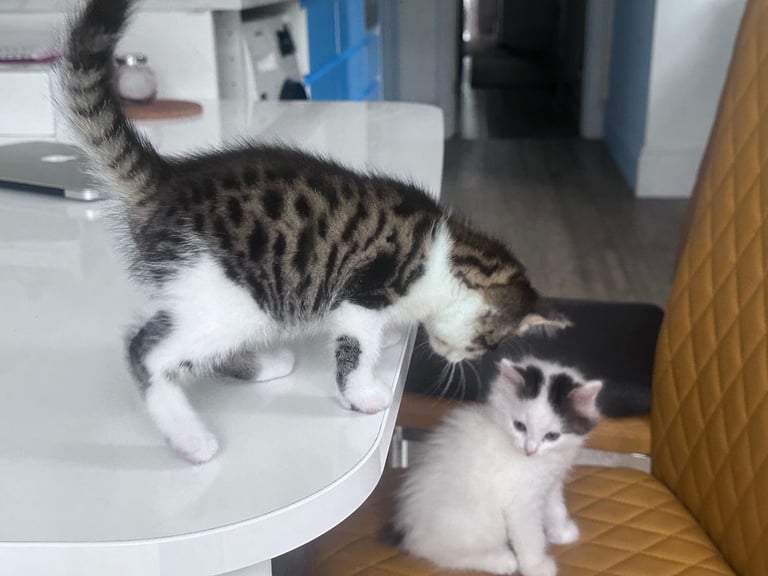 🐾 Adorable 3 male Kittens Ready for Their Forever Homes! 🐾