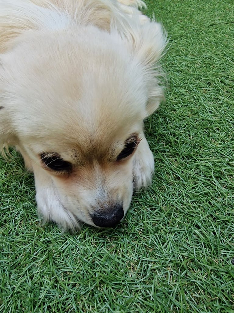 image for Chihuahua Puppy boy 