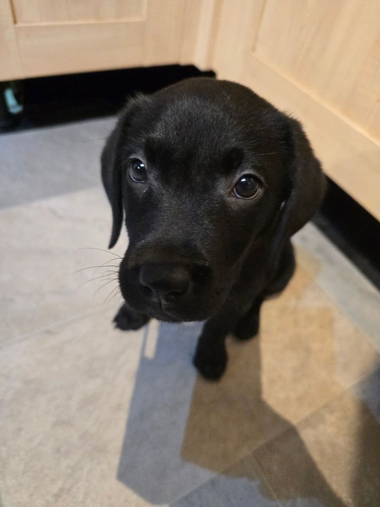 Labrador puppy
