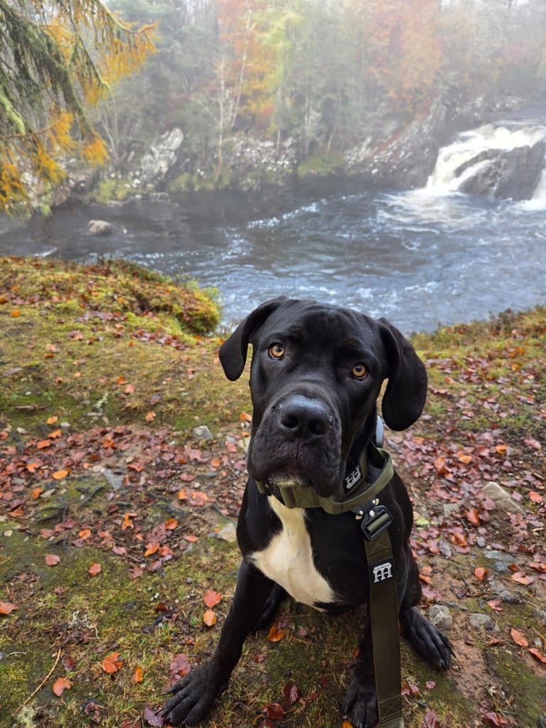 image for 9 month Cane Corso 