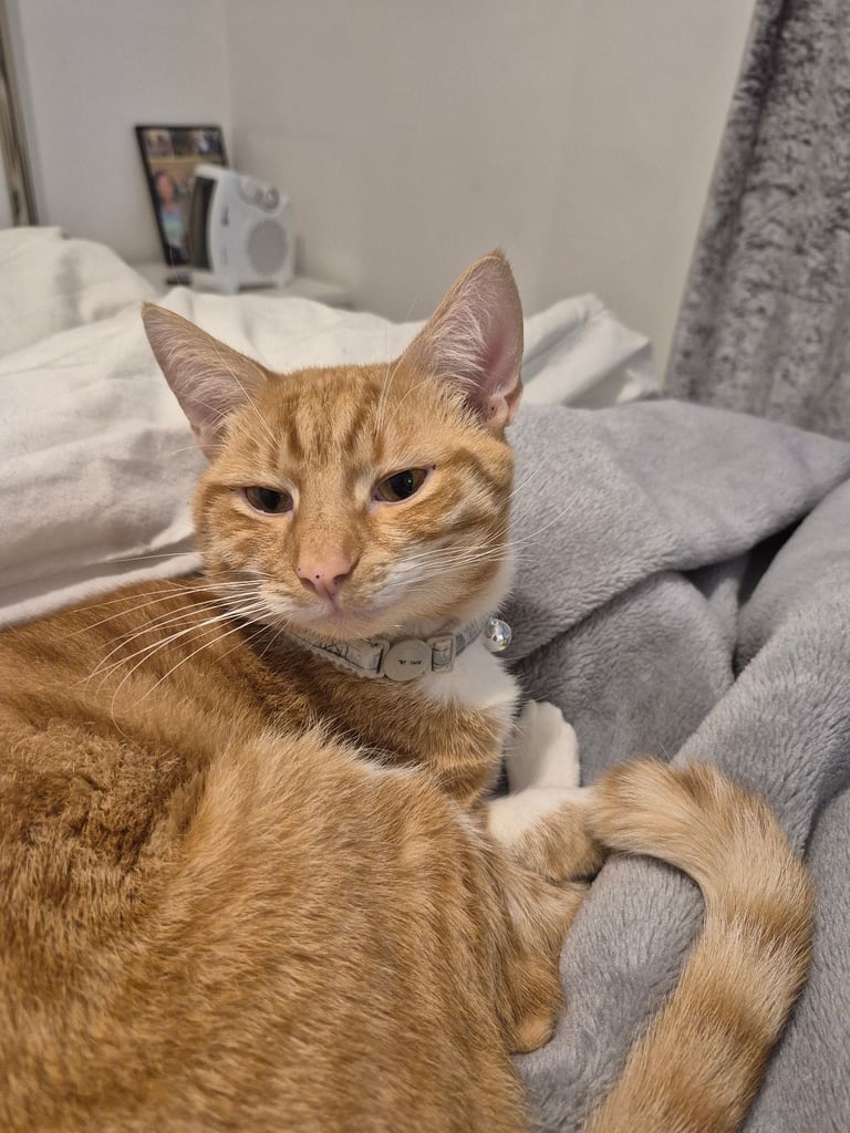 Needs a loving new home❤️