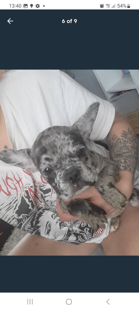 French bulldog poppy female 
