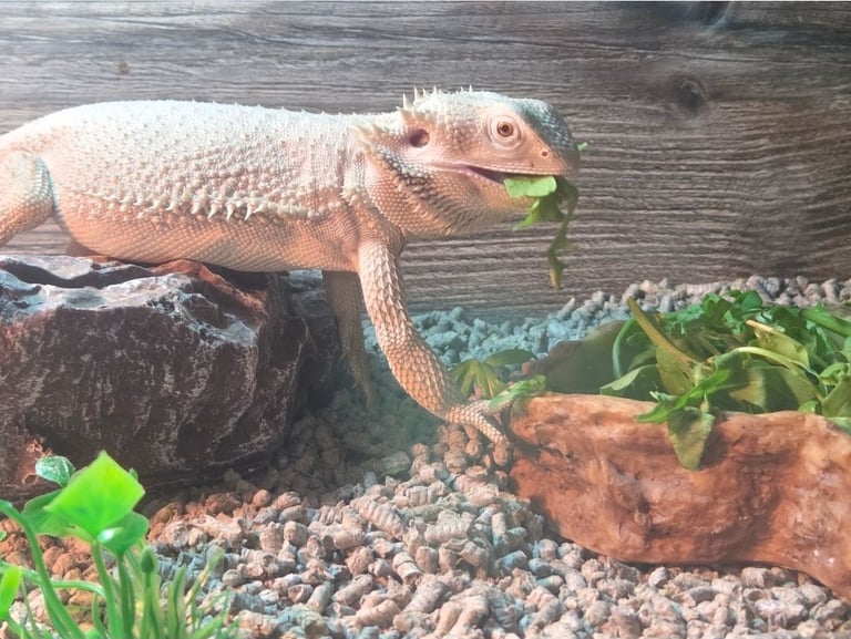 image for Bearded dragon and vivarium 