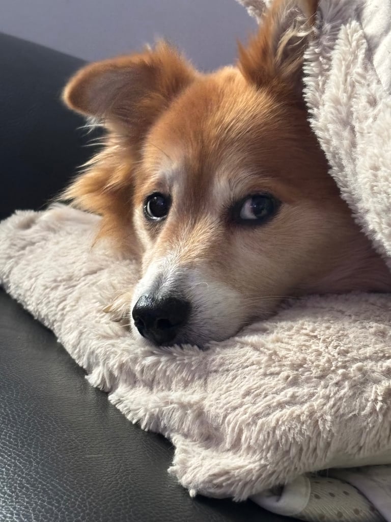 Re-homing two older dogs 