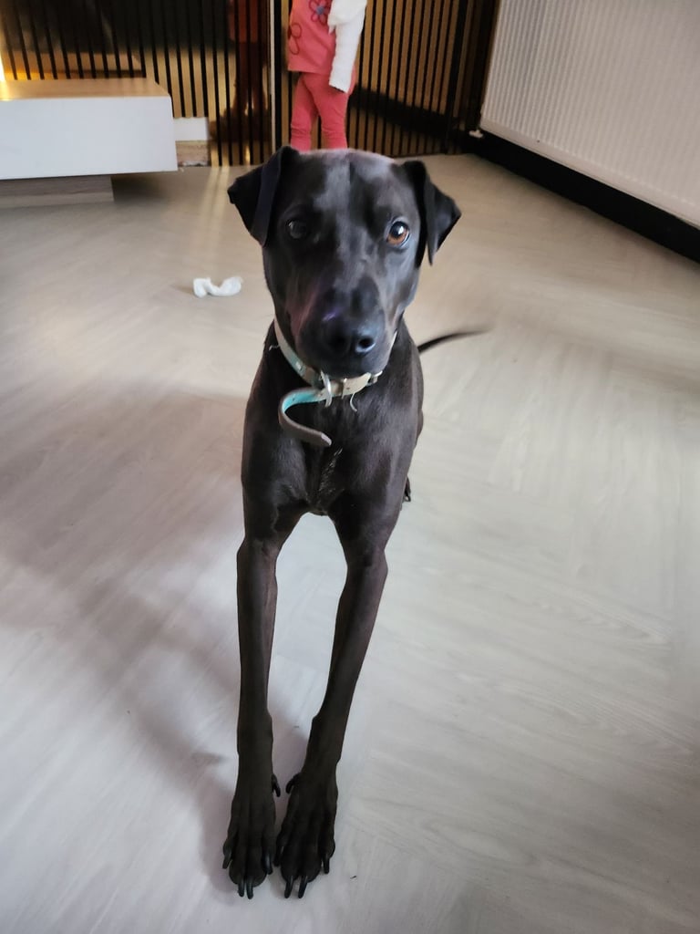 Sharmatian Pup/Dog