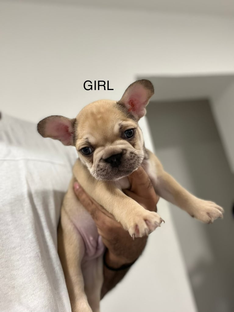 French Bulldog puppies KC Registered…