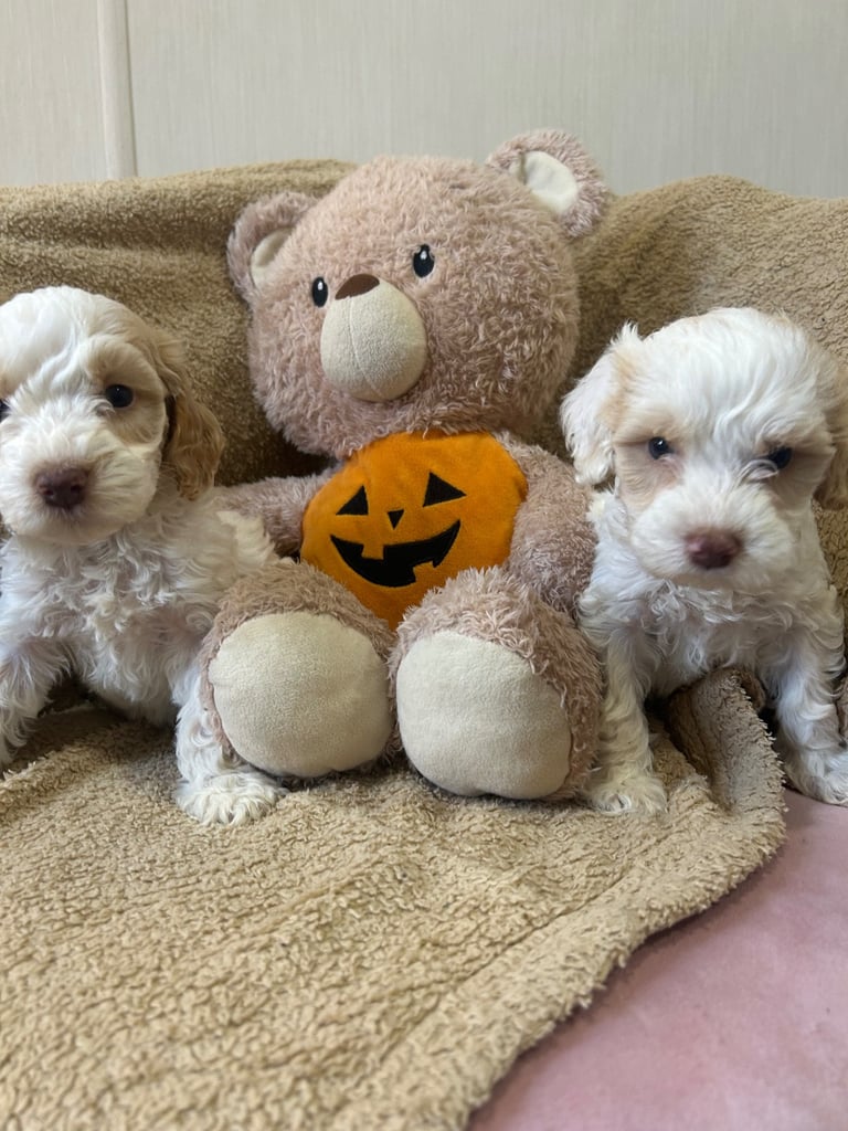 Beautiful Cockerpoo Puppies