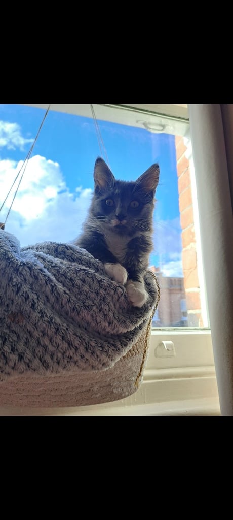 Adorable part-Grey Ragdoll 
